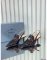 Prada Slingback Pumps